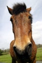 Horse Portrait Royalty Free Stock Photo