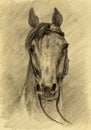 Horse portrait