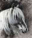 Horse portrait