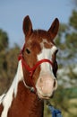 Horse Portrait