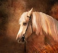 Horse Portrait.