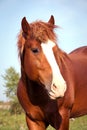 Horse portrait Royalty Free Stock Photo