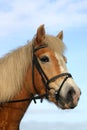 Horse portrait