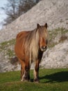 Horse portrait