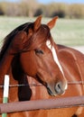 Horse Portrait