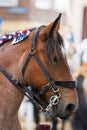 Horse portrait