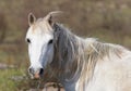 Horse portrait.