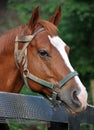 Horse portrait