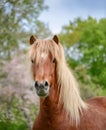 Horse Portrait Aegidienberger crossbreed between Paso and Icelandic