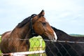 Two horses embracing in friendship . Royalty Free Stock Photo