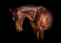 Horse portrait black background Royalty Free Stock Photo