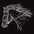 Horse portrait black 30 Royalty Free Stock Photo