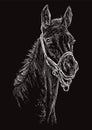 Horse portrait black 24 Royalty Free Stock Photo