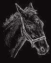 Horse portrait black 26 Royalty Free Stock Photo