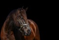 Horse portrait on black background Royalty Free Stock Photo