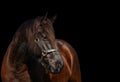 Horse portrait on black background