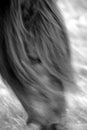 Horse portrait in black and white Royalty Free Stock Photo