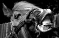 Horse portrait black and white Royalty Free Stock Photo