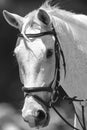 Horse Portrait Black White Vintage Royalty Free Stock Photo