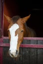 Horse portrait in the box