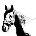 Horse portrait, bridle on head, snaffle headband isolated black color on white background. sketch, outline, draft drawing, Image