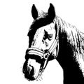 horse portrait, bridle on head, snaffle headband isolated black color on white background. sketch, outline, draft drawing, Image Royalty Free Stock Photo