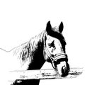 horse portrait, bridle on head, snaffle headband isolated black color on white background. sketch, outline, draft drawing, Image