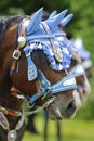 Horse portrait at catholic procession