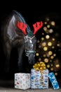 Horse portrait in christmas decoration Royalty Free Stock Photo