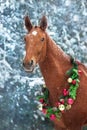 Horse portrait in christmas decoration Royalty Free Stock Photo