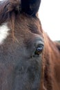 Horse Portrait Royalty Free Stock Photo