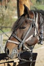 Horse portrait - close-up in harness. Bay color mare. Funny pets. Royalty Free Stock Photo