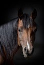 Horse portrait on a dark background Royalty Free Stock Photo