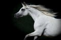 Horse portrait on a dark background Royalty Free Stock Photo