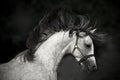 Horse portrait on a dark background Royalty Free Stock Photo