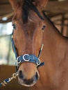HORSE PORTRAIT Royalty Free Stock Photo