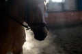 Horse portrait exhale in manege Royalty Free Stock Photo