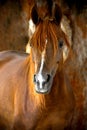 Horse portrait on a farm in summer