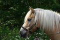 Horse portrait with flowers Royalty Free Stock Photo