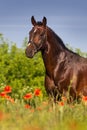 Horse Portrait In Flowers