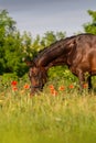 Horse portrait in flowers