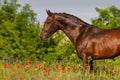 Horse portrait in flowers