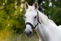 Horse portrait on the green forest background