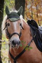 Horse portrait Royalty Free Stock Photo