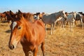 Horse portrait Royalty Free Stock Photo