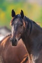 Horse portrait in herd