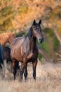 Horse portrait in herd Royalty Free Stock Photo