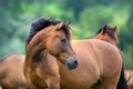 Horse portrait in herd