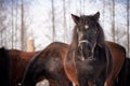 Horse portrait in the herd