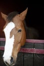 Horse portrait in his box Royalty Free Stock Photo